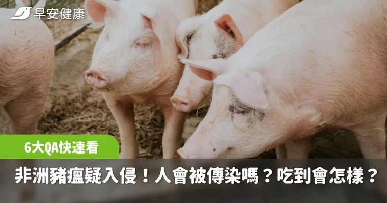 非洲豬瘟疑入侵台灣，10天117頭豬暴斃！人會被傳染嗎？6大QA快速看