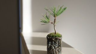 家裡只要種一盆，吸收掉80％有害氣體「去除室內甲醛」一夜好眠