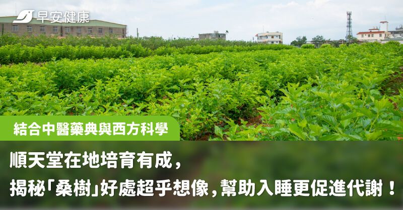 結合中醫藥典與西方科學，順天堂在地培育有成，揭秘「桑樹」好處超乎想像，幫助入睡更促進代謝！