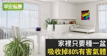 家裡只要種一盆，吸收掉80％有害氣體