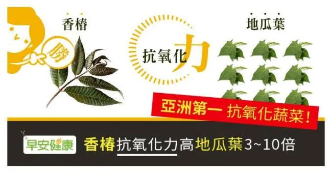 亞洲第一！香椿抗氧化力高地瓜葉10倍