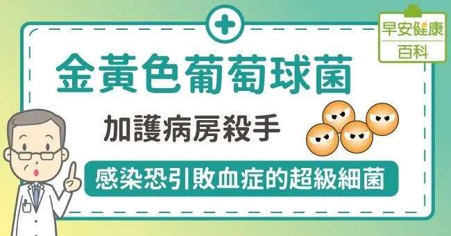 金黃色葡萄球菌：加護病房殺手！感染恐引敗血症的超級細菌
