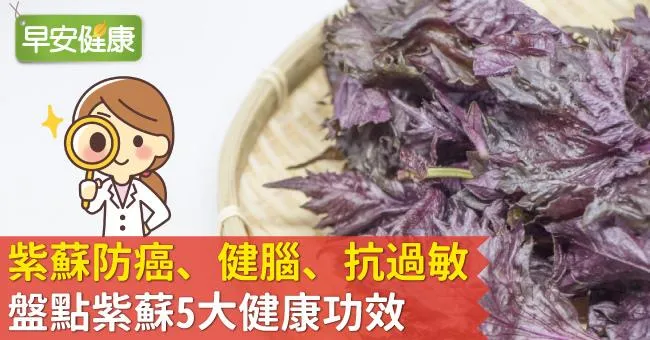 紫蘇防癌、健腦、抗過敏，盤點紫蘇5大健康功效