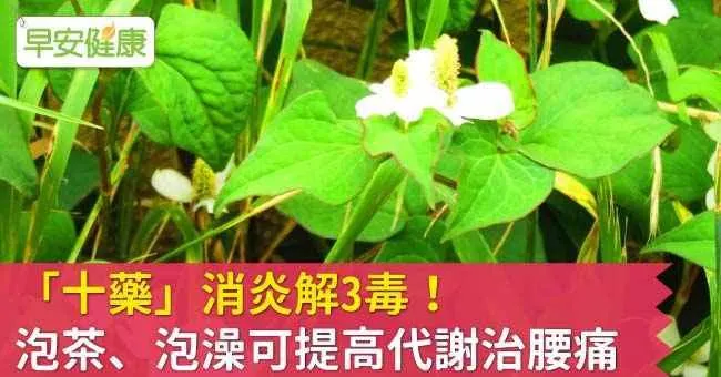 「十藥」消炎解3毒！ 泡茶、泡澡可提高代謝治腰痛