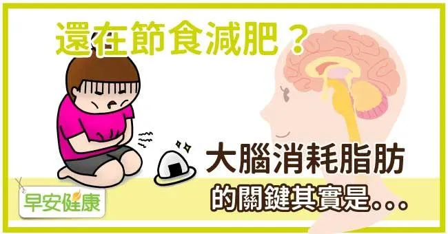 還在節食減肥？大腦消耗脂肪的關鍵其實是...