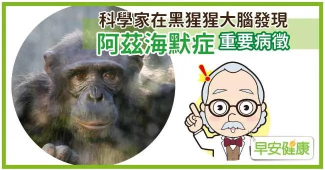 科學家在黑猩猩大腦發現阿茲海默症重要病徵