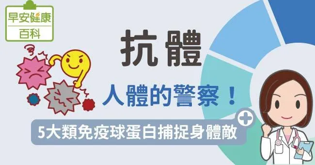 抗體：人體的警察！5大類免疫球蛋白捕捉身體敵人