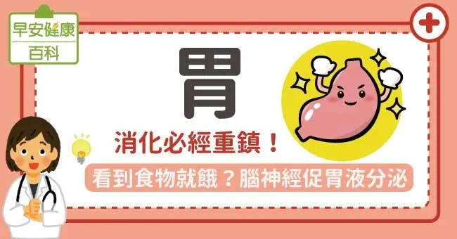 胃：消化必經重鎮！看到食物就餓？腦神經促胃液分泌