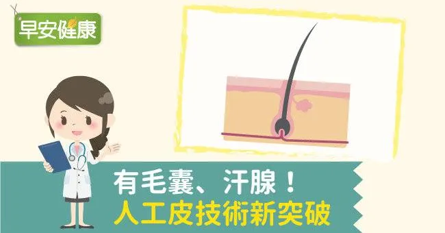 有毛囊、汗腺！人工皮技術新突破