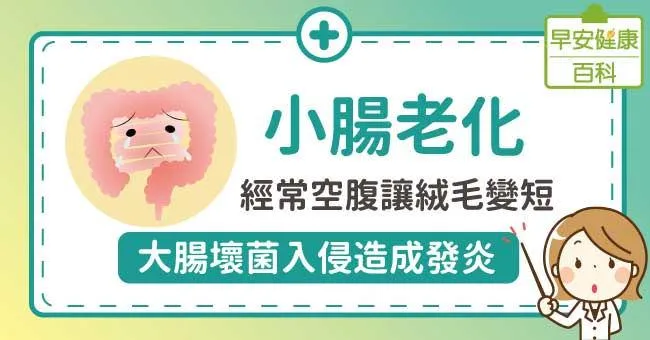 小腸老化：經常空腹讓絨毛變短，大腸壞菌入侵造成發炎
