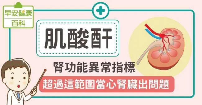 肌酸酐過高暗示腎功能異常！肌酸酐多少要洗腎？正常值是多少？看這篇就懂
