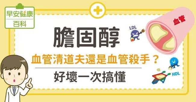 膽固醇：血管清道夫還是血管殺手？「好」「壞」一次搞懂