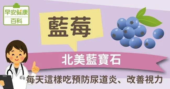 藍莓：北美藍寶石！每天這樣吃預防尿道炎、改善視力