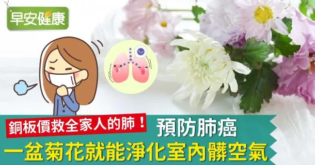 預防肺癌，一盆菊花就能淨化室內髒空氣！
