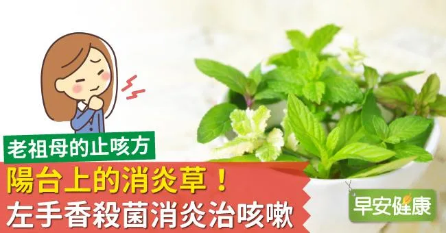 陽台上的消炎草！左手香殺菌消炎治咳嗽