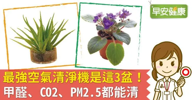 最強空氣清淨機是這3盆！甲醛、CO2、PM2.5都能清