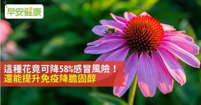 微感冒得吃藥？紫錐花打擊感冒效果增六成