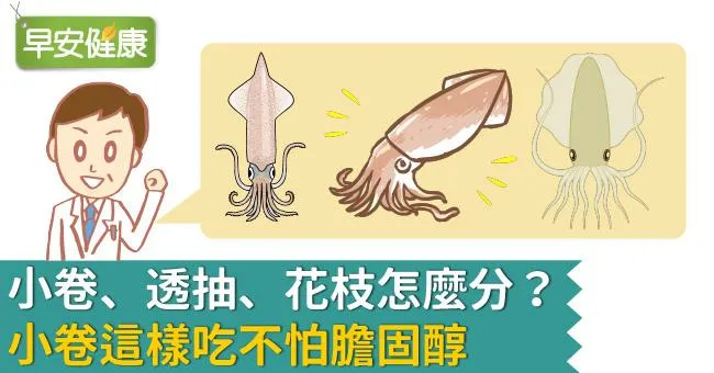 小卷、透抽、花枝怎麼分？小卷這樣吃不怕膽固醇