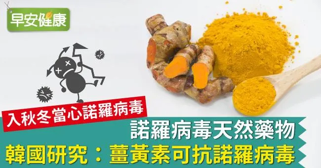 諾羅病毒天然藥物！韓國研究：薑黃素可抗諾羅病毒