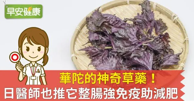 華陀的神奇草藥！日醫師也推它整腸強免疫助減肥