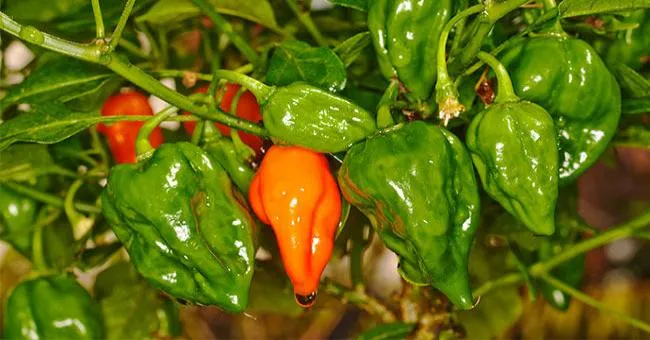吃太辣！美國男子食道撕裂傷、住院23天