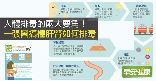 人體排毒的兩大要角！一張圖搞懂肝腎如何排毒