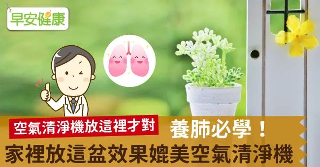 養肺必學！家裡放這盆效果媲美空氣清淨機