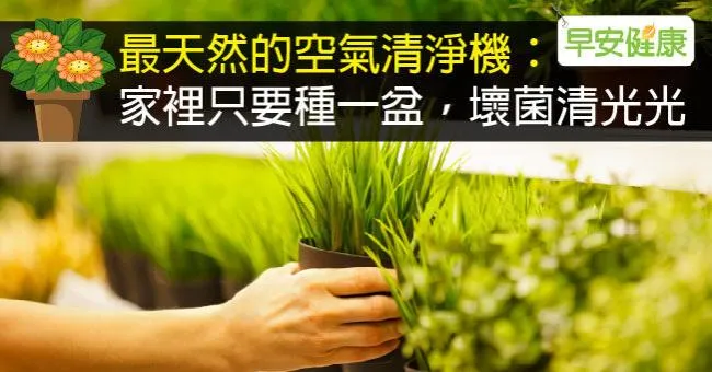 最天然的空氣清淨機：家裡只要種一盆，壞菌清光光