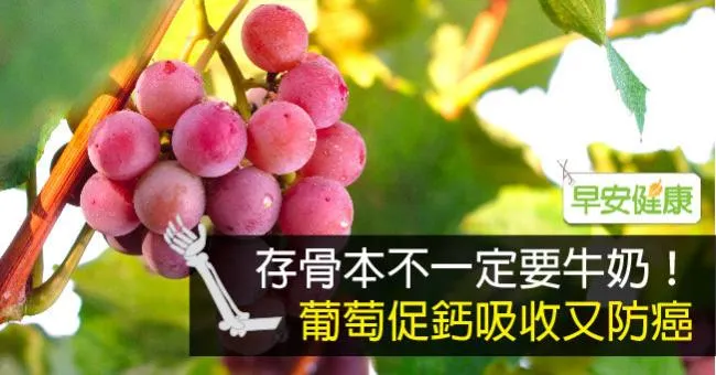 存骨本不一定要牛奶！葡萄促鈣吸收又防癌