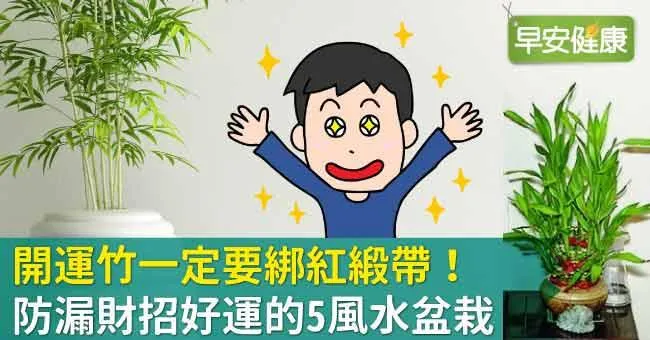 開運竹一定要綁紅緞帶！防漏財招好運的5風水盆栽