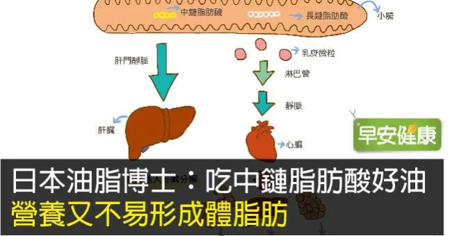 日本油脂博士：吃中鏈脂肪酸好油營養又不易形成體脂肪