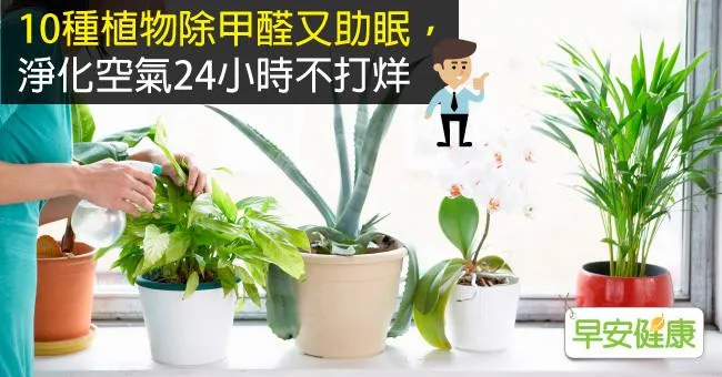 10種植物除甲醛又助眠，淨化空氣24小時不打烊