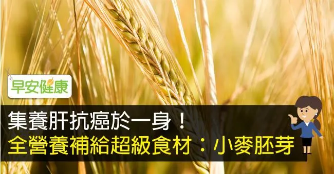 集養肝抗癌於一身！全營養補給超級食材：小麥胚芽