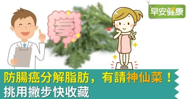 防腸癌分解脂肪，有請「神仙菜」！挑用撇步快收藏