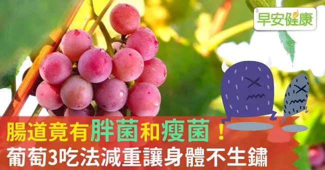 腸道竟有胖菌和瘦菌！葡萄3吃法減重讓身體不生鏽