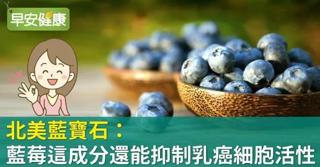 北美藍寶石：藍莓這成分還能抑制乳癌細胞活性
