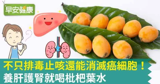 不只排毒止咳還能消滅癌細胞！養肝護腎就喝枇杷葉水