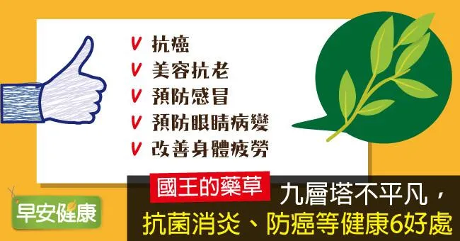 九層塔抗老防癌、抗菌消炎，破解九層塔致癌迷思！