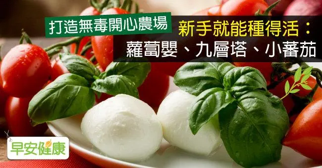 新手就能種得活：蘿蔔嬰、九層塔、小蕃茄