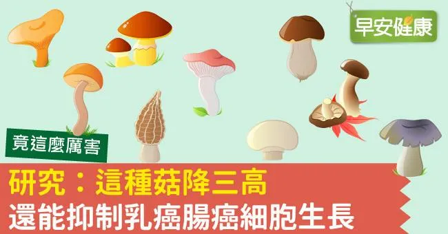 研究：這種菇降三高還能抑制乳癌腸癌細胞生長