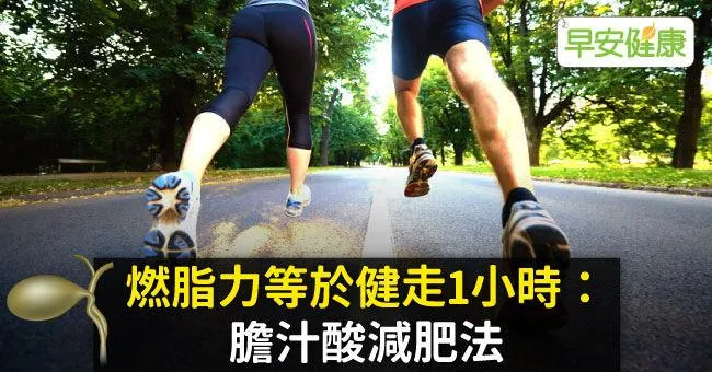 燃脂力等於健走1小時：膽汁酸減肥法