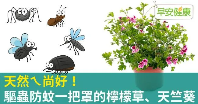 天然ㄟ尚好！驅蟲防蚊一把罩的檸檬草、天竺葵