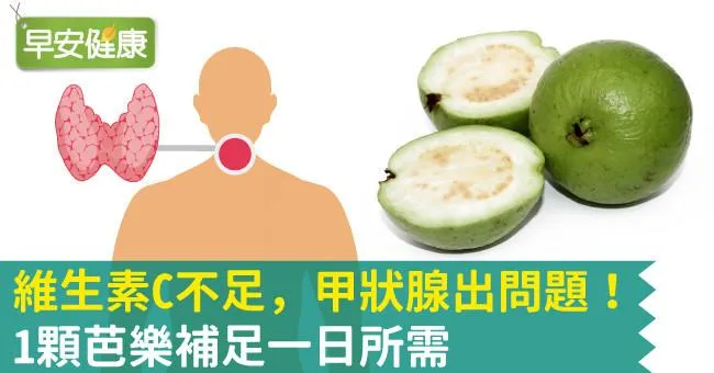維生素C不足，甲狀腺出問題！1顆芭樂補足一日所需