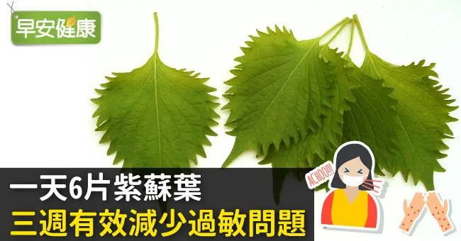 一天6片紫蘇葉，三週有效減少過敏問題