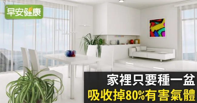 家裡只要種一盆，吸收掉80％有害氣體