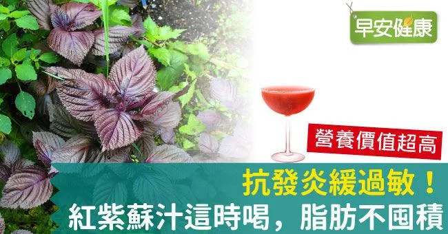 抗發炎緩過敏！紅紫蘇汁這時喝，脂肪不囤積