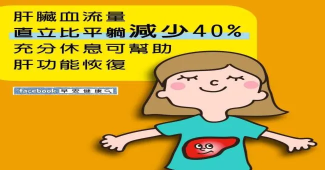 肝臟血流量，直立比平躺減少40％，充分休息可幫助肝功能恢復