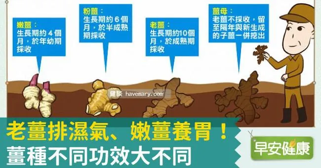 老薑排濕氣、嫩薑養胃！薑種不同功效大不同