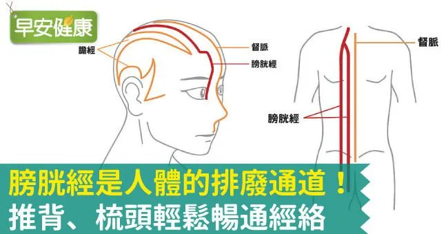 膀胱經是人體的排廢通道！推背、梳頭輕鬆暢通經絡