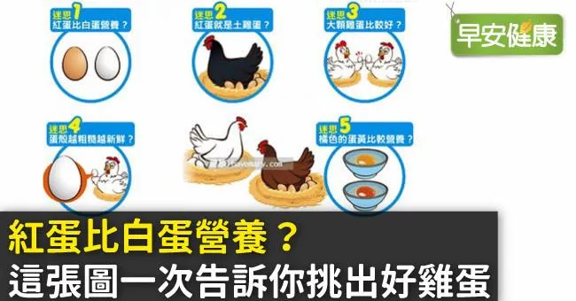 紅蛋比白蛋營養？這張圖一次告訴你挑出好雞蛋